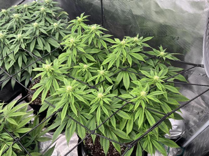 Insane OG and Dosido 33. Week 14