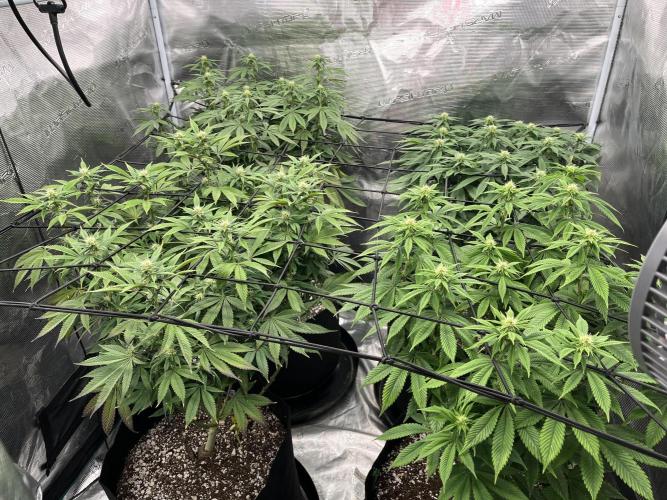 Insane OG and Dosido 33. Week 14