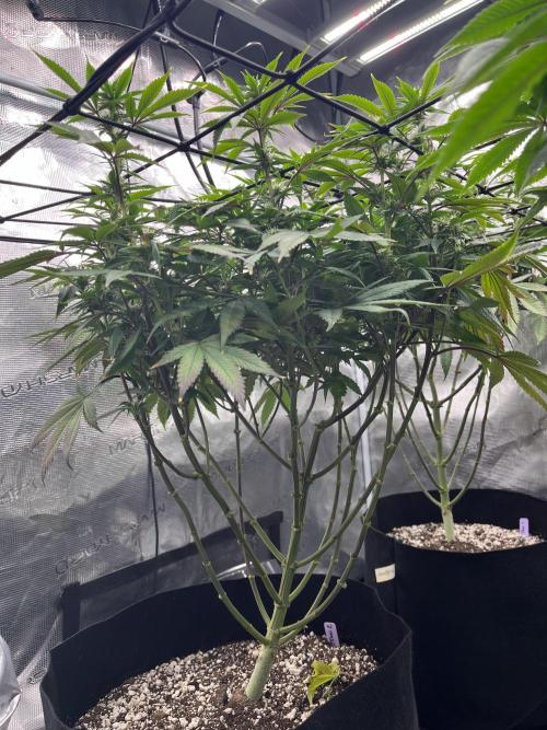 Insane OG and Dosido 33. Week 14