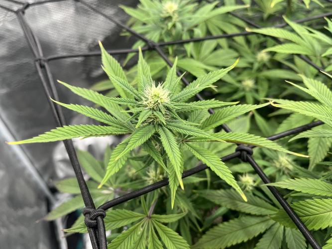 Insane OG and Dosido 33. Week 14