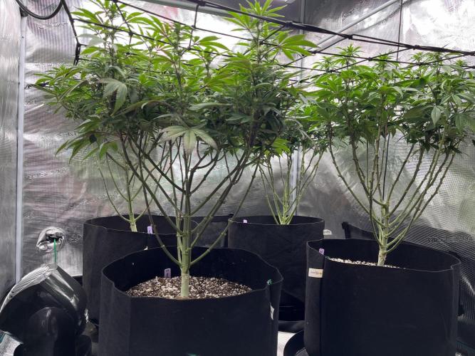 Insane OG and Dosido 33. Week 14
