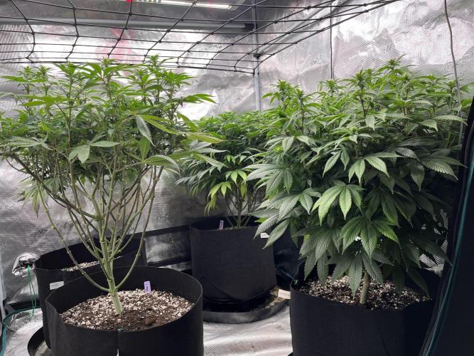 Insane OG and Dosido 33. Week 14