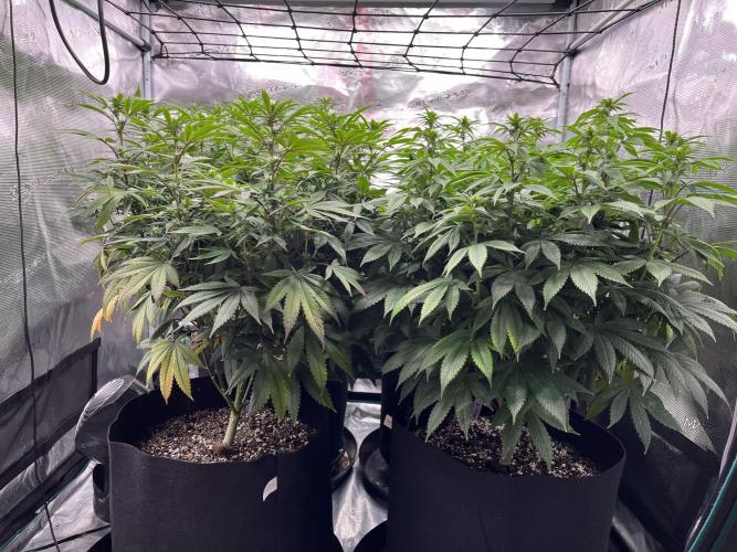 Insane OG and Dosido 33. Week 14
