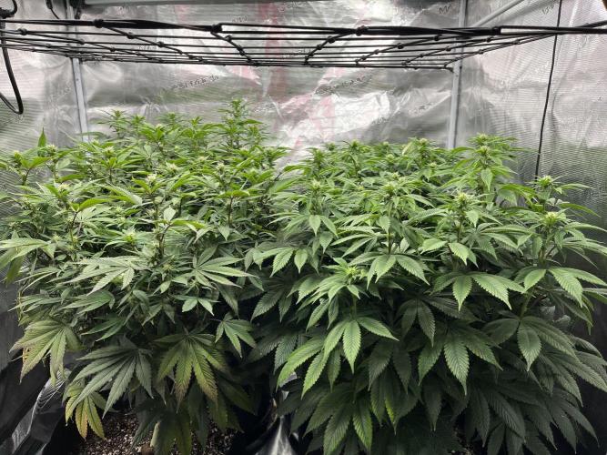 Insane OG and Dosido 33. Week 14