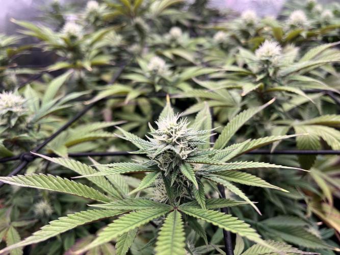Insane OG and Dosido 33. Week 15