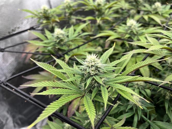 Insane OG and Dosido 33. Week 15