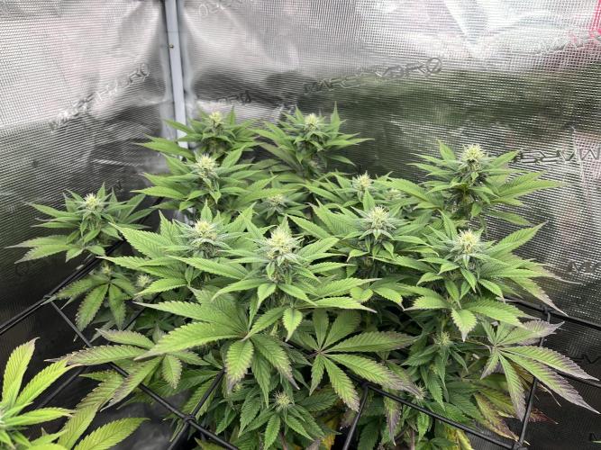 Insane OG and Dosido 33. Week 15
