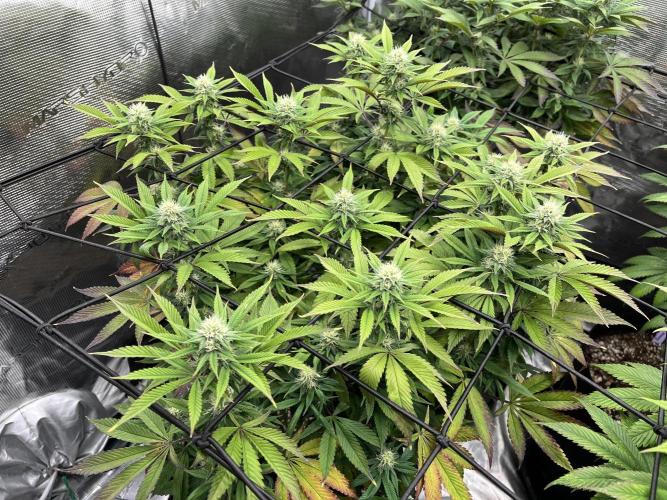 Insane OG and Dosido 33. Week 15