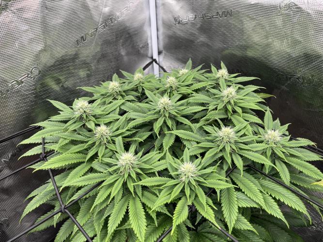 Insane OG and Dosido 33. Week 15