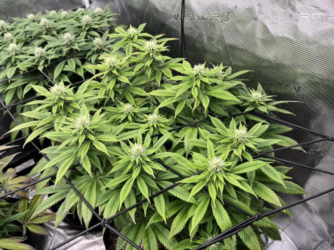 Insane OG and Dosido 33. Week 15