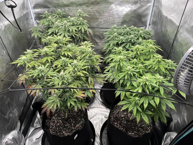 Insane OG and Dosido 33. Week 15
