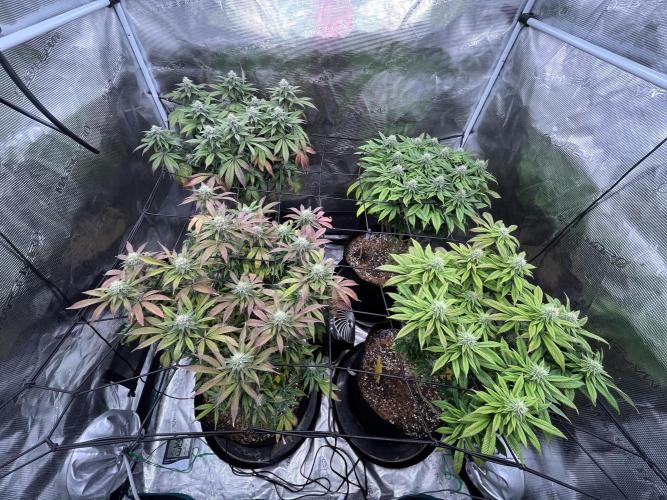 Insane OG and Dosido 33. Week 16