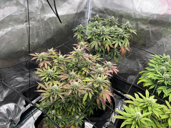 Insane OG and Dosido 33. Week 16