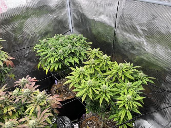 Insane OG and Dosido 33. Week 16