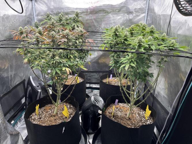 Insane OG and Dosido 33. Week 16