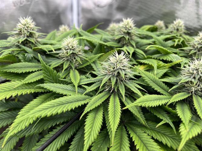 Insane OG and Dosido 33. Week 16