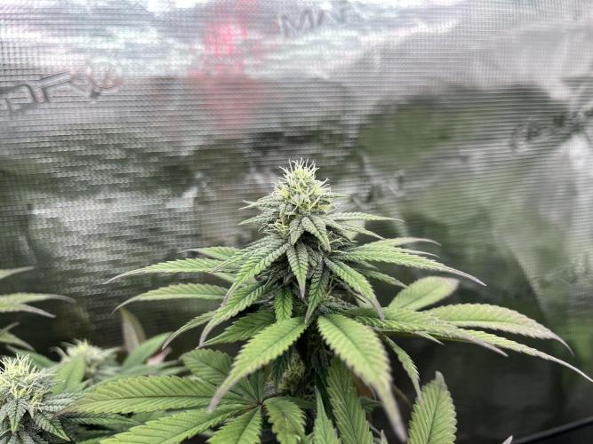 Insane OG and Dosido 33. Week 16