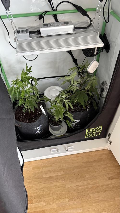 Jokerz31&Weeding Cake by Growisland.at. Week 1