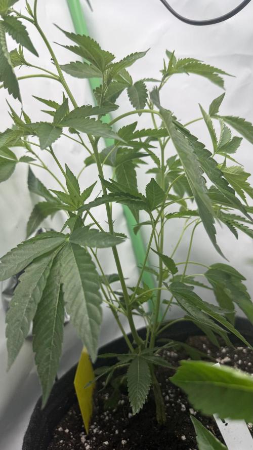 Jokerz31&Weeding Cake by Growisland.at. Week 1