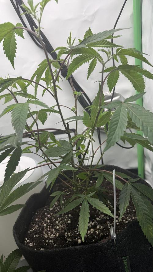 Jokerz31&Weeding Cake by Growisland.at. Week 1