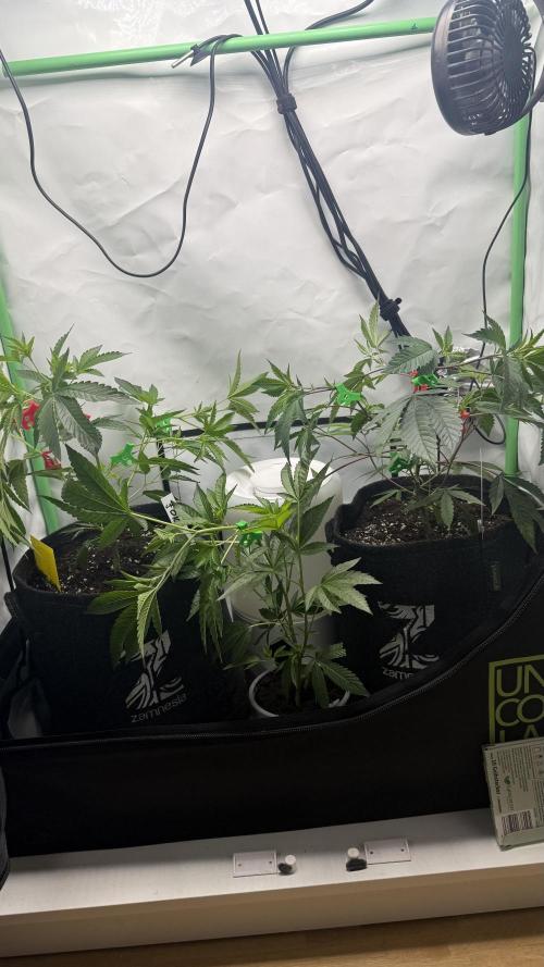 Jokerz31&Weeding Cake by Growisland.at. Week 1