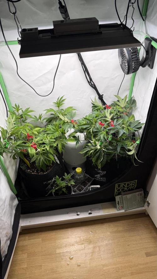Jokerz31&Weeding Cake by Growisland.at. Week 4