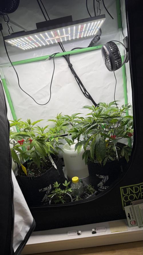 Jokerz31&Weeding Cake by Growisland.at. Week 4