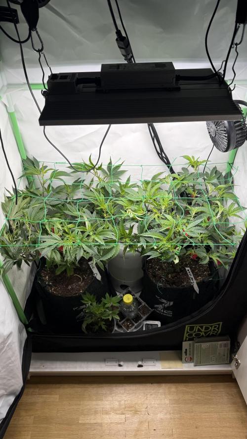 Jokerz31&Weeding Cake by Growisland.at. Week 5
