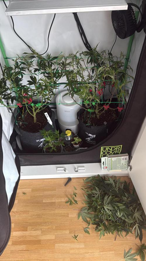 Jokerz31&Weeding Cake by Growisland.at. Week 6