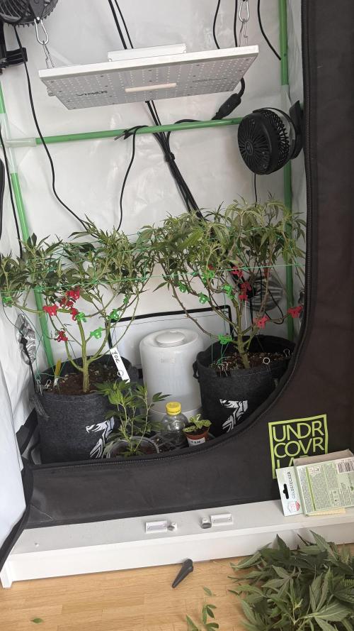 Jokerz31&Weeding Cake by Growisland.at. Week 6