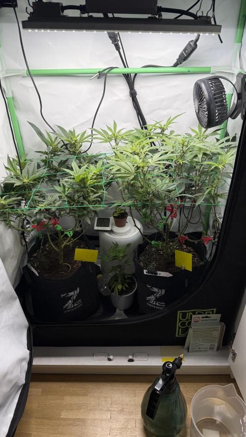 Jokerz31&Weeding Cake by Growisland.at. Week 7