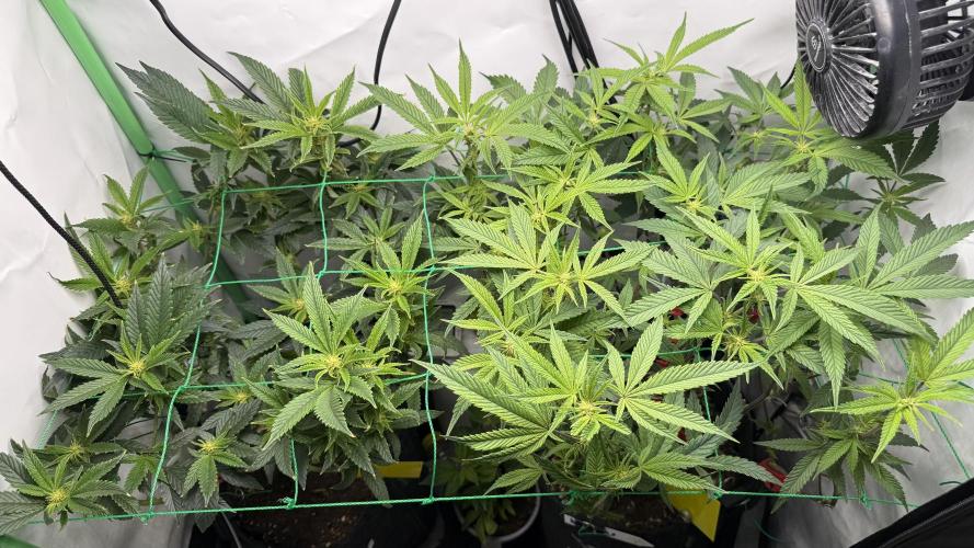 Jokerz31&Weeding Cake by Growisland.at. Week 7