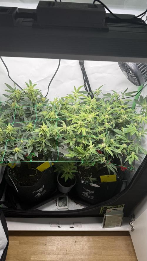 Jokerz31&Weeding Cake by Growisland.at. Week 8