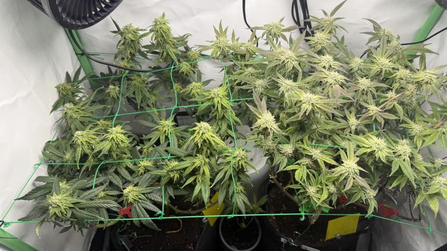 Jokerz31&Weeding Cake by Growisland.at. Week 9