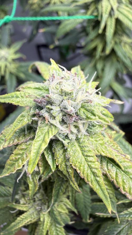Jokerz31&Weeding Cake by Growisland.at. Week 9
