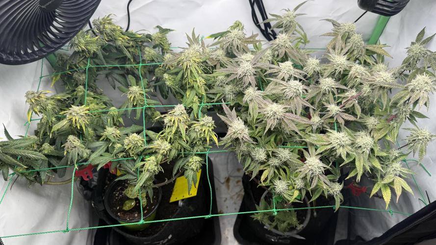 Jokerz31&Weeding Cake by Growisland.at. Week 10