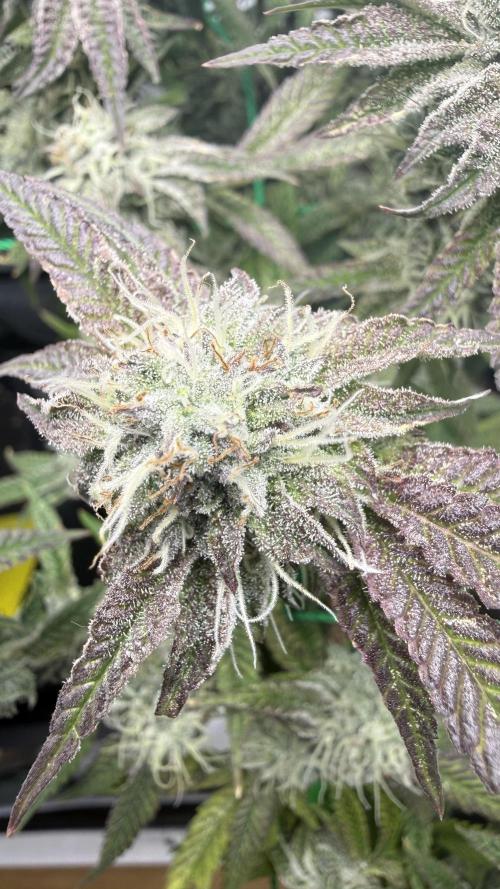Jokerz31&Weeding Cake by Growisland.at. Week 10
