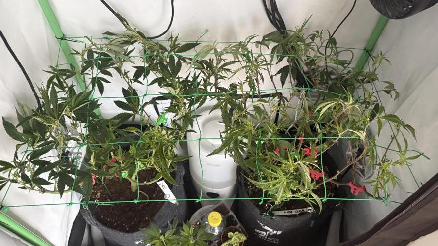 Jokerz31&Weeding Cake by Growisland.at. Week 6