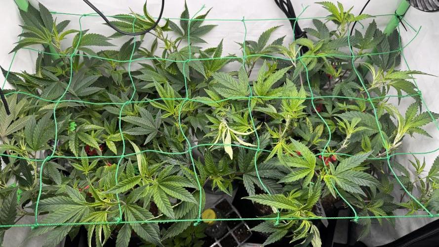 Jokerz31&Weeding Cake by Growisland.at. Week 5