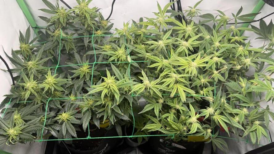 Jokerz31&Weeding Cake by Growisland.at. Week 8