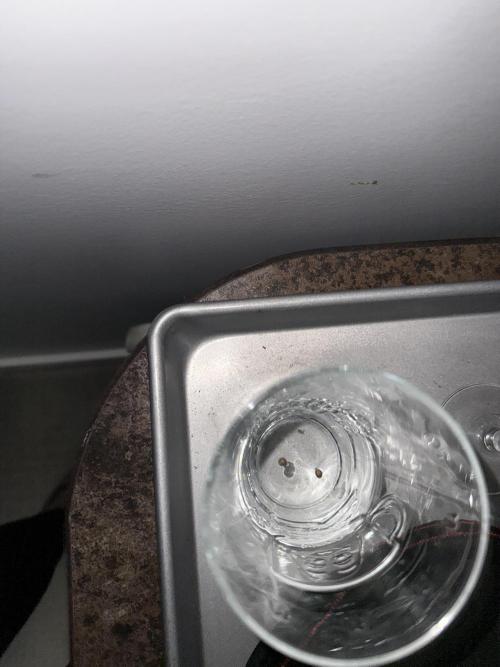 Blue Truffle Photo. Week 0