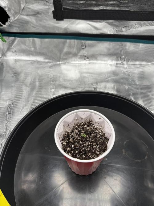 Blue Truffle Photo. Week 0 - Oct 6 went into growth medium