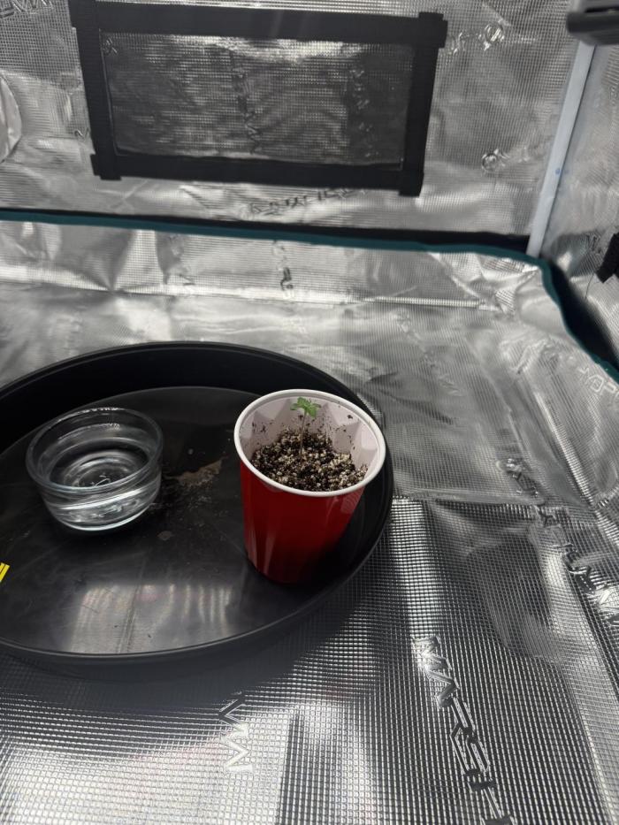 Blue Truffle Photo. Week 1 - Need to get a humidifier! Cup of water for moisture. 