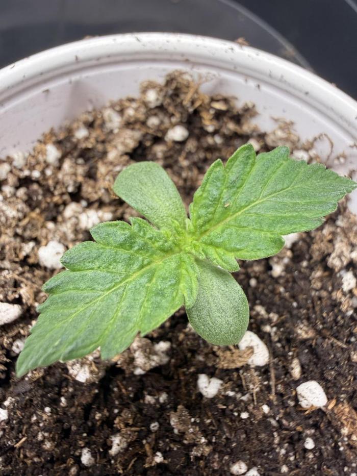 Blue Truffle Photo. Week 2