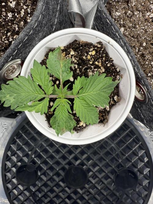 Blue Truffle Photo. Week 3