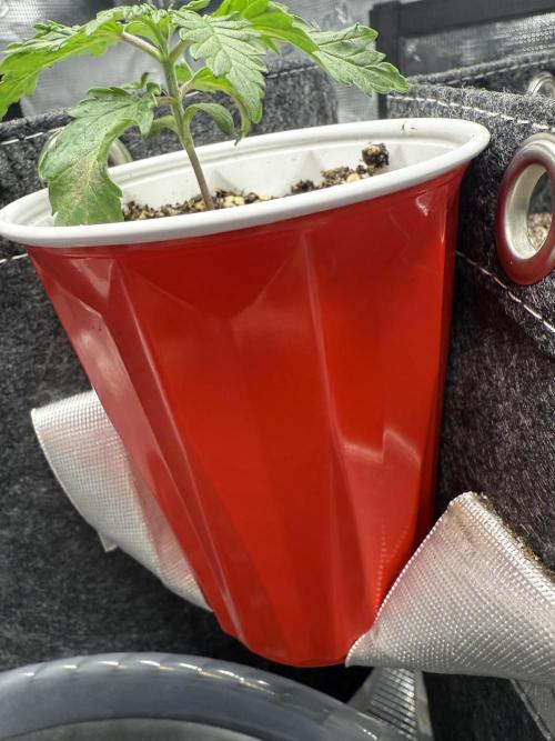 Blue Truffle Photo. Week 3