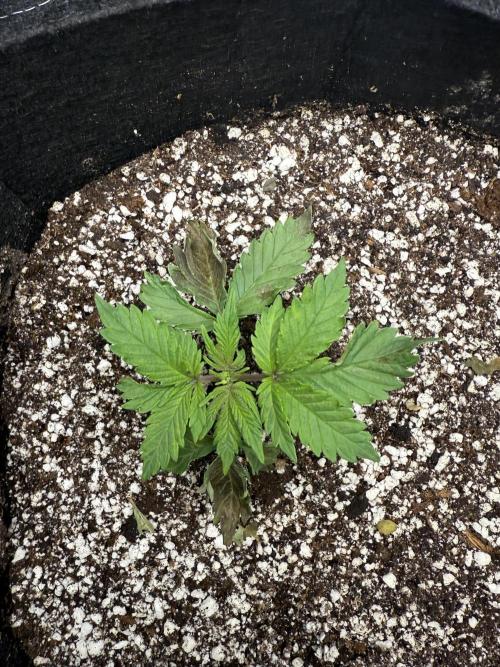 Blue Truffle Photo. Week 4