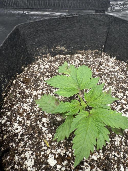 Blue Truffle Photo. Week 4