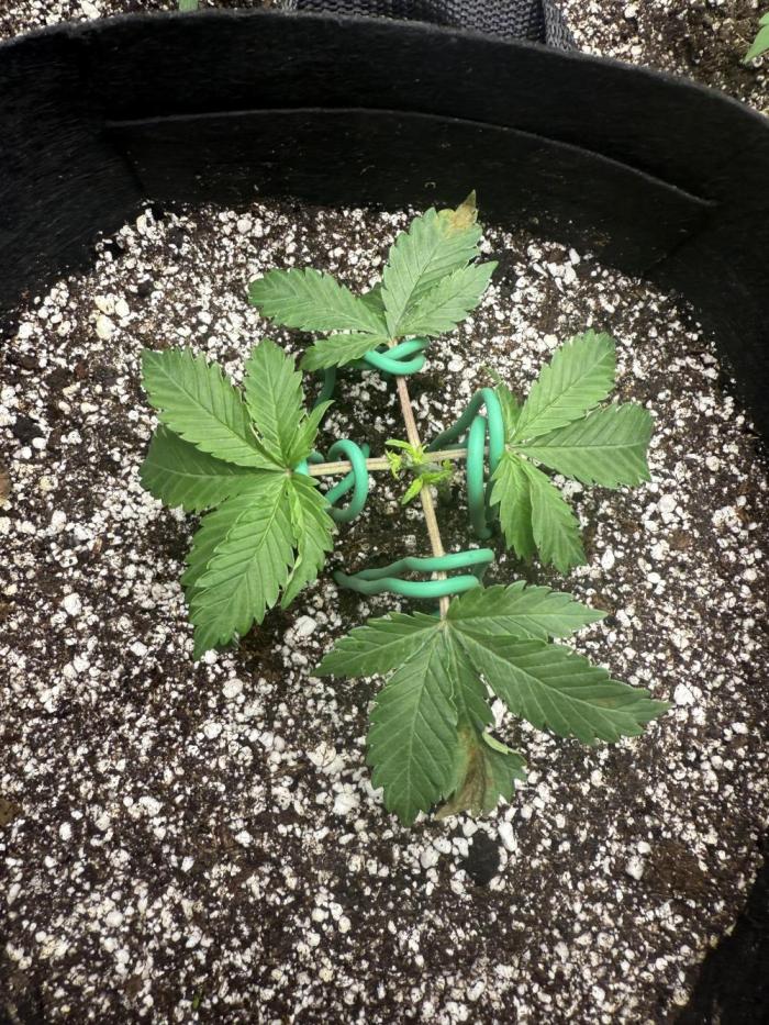 Blue Truffle Photo. Week 5 - Off with her head!