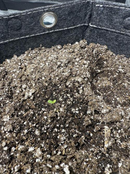 Purple Lemonade Autoflower. Week 0